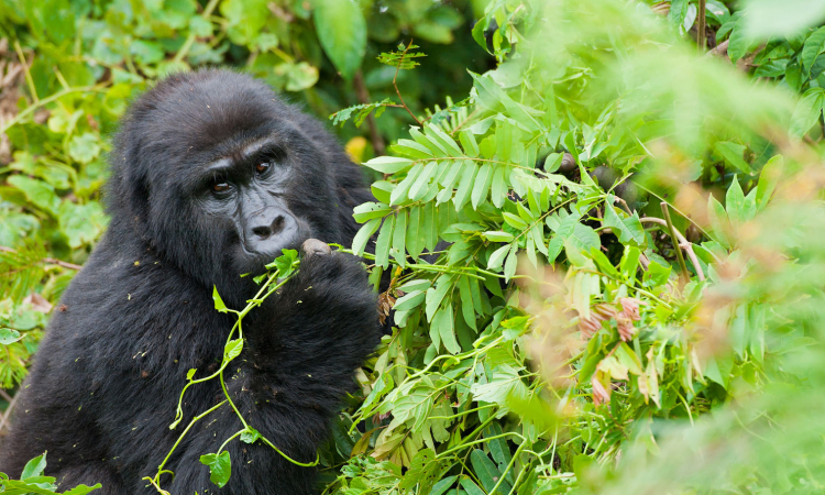 Meet the Mishaya Gorilla Family – Bwindi’s Unique Primate Encounter