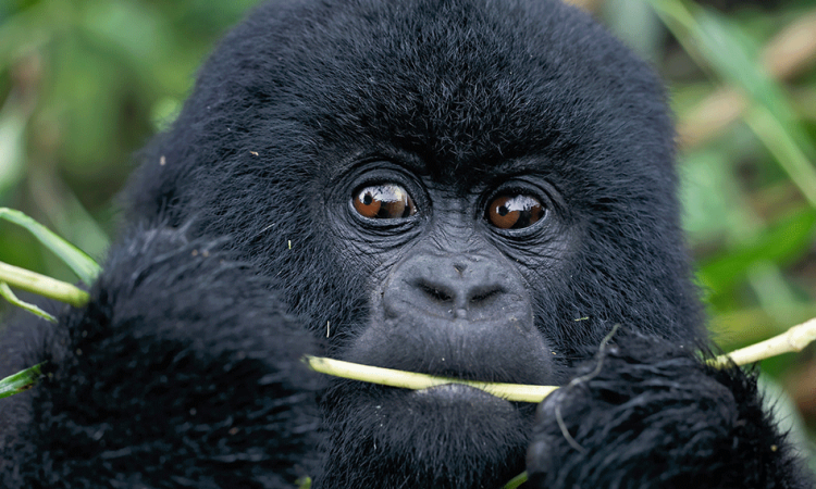 Meet the Posho Gorilla Group in Bwindi’s Nkuringo Sector