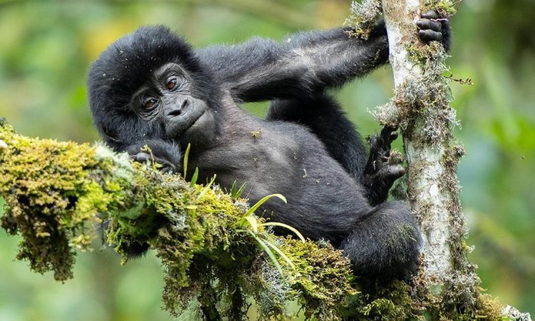 Meet the Rwigi Gorilla Group: A Unique Family in Bwindi's Rushaga Sector