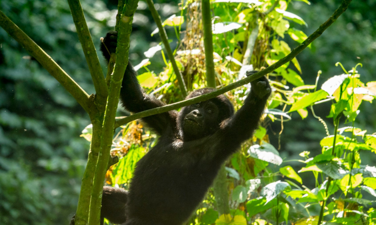 Mountain Gorilla Defense Mechanisms - Survival Tactics in the Wild