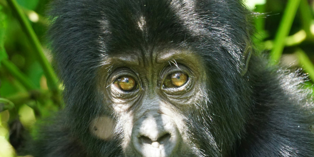 Mountain Gorilla Population - Conservation & Numbers in Africa