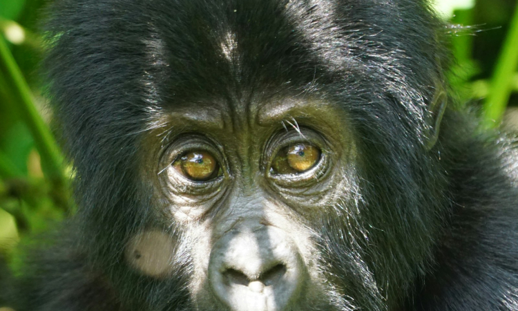 Mountain Gorilla Population - Conservation & Numbers in Africa
