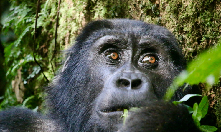 Mubare Gorilla Group - Exploring Bwindi’s Oldest Gorilla Family