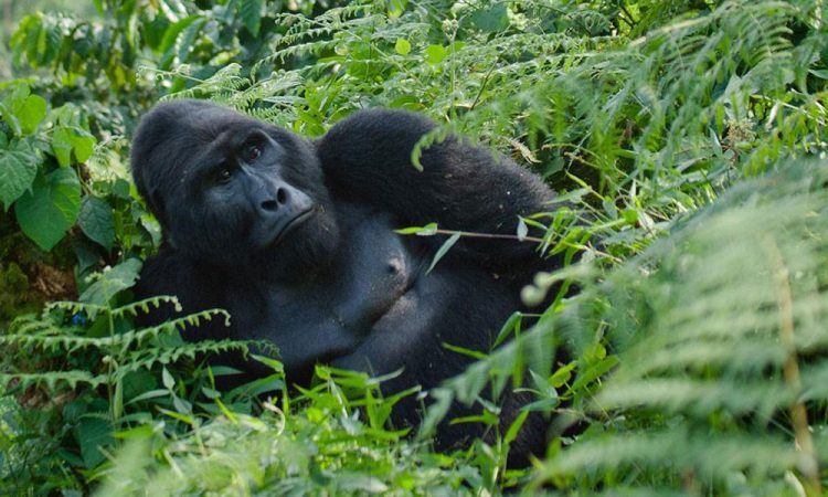 Mukiza Gorilla Group: Explore Bwindi's Ruhija Sector