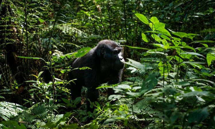 Nkuringo Gorilla Families in Bwindi - Trekking Highlights & Tips