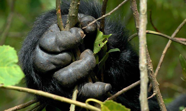 Nkuringo Gorilla Family - Trekking Highlights in Bwindi’s Nkuringo Sector