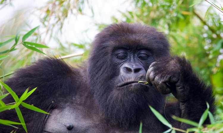 Nkuringo Gorilla Permits - Booking, Costs & Trekking Tips