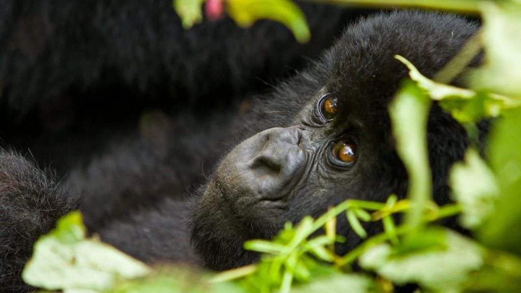 Nshongi Gorilla Family - Trekking Insights in Bwindi’s Rushaga Sector
