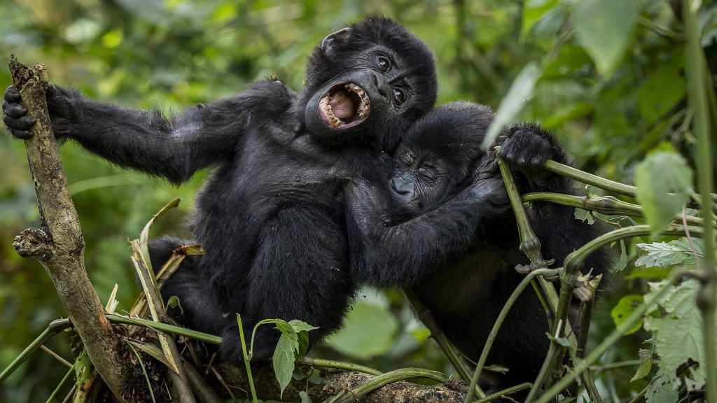 Nyakagezi Gorilla Group - Trekking Uganda’s Only Mgahinga Group