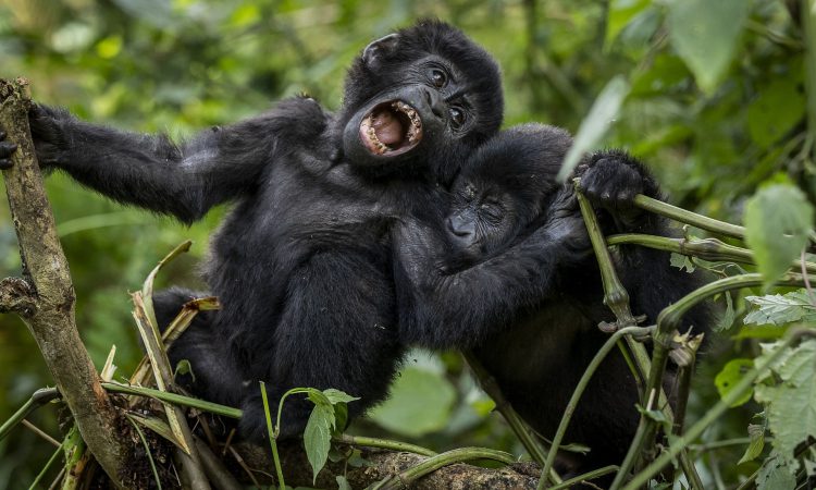 Nyakagezi Gorilla Group - Trekking Uganda’s Only Mgahinga Group