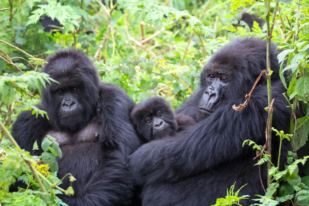 Oruzogo Gorilla Family in Bwindi - Trekking Experiences & Insights