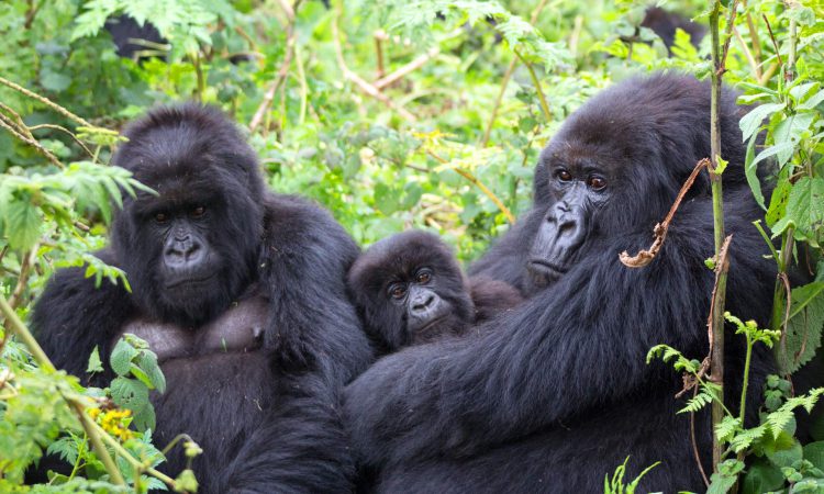 Oruzogo Gorilla Family in Bwindi - Trekking Experiences & Insights