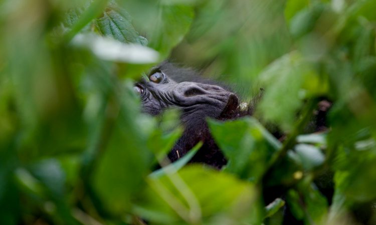Ruhija Gorilla Families - Trekking Groups in Bwindi's Eastern Sector