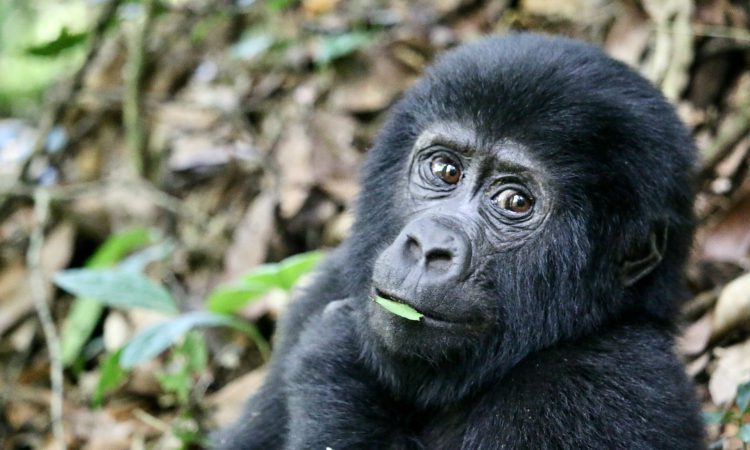 Rushaga Gorilla Permits - Costs, Booking, and Best Times to Visit