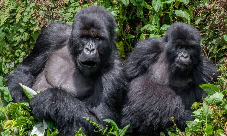 Rushegura Gorilla Group - Trekking Experiences in Bwindi’s Buhoma Sector