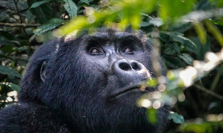 Uganda Gorilla Filming Permits - Costs, Requirements & Best Seasons
