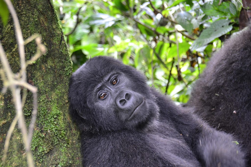 Advantages of Gorilla Tourism in Bwindi National Park
