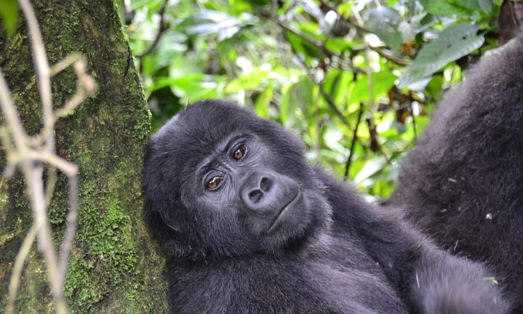 Advantages of Gorilla Tourism in Bwindi National Park