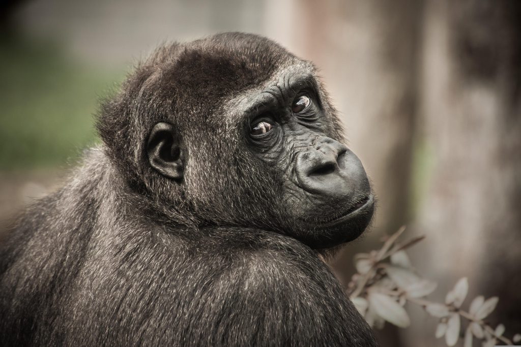 Cross River Gorilla Species