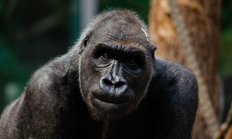 Cross River Gorillas - The Critically Endangered Primates
