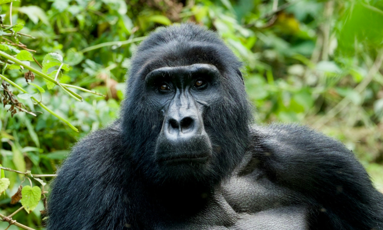 Do Mountain Gorillas Drink Water? Understanding Their Hydration Habits
