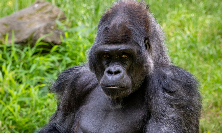 Eastern Gorilla Species - The Gentle Giants of Africa