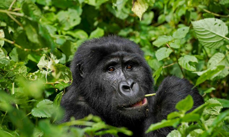 Gorilla Family Allocation Process in Bwindi National Park
