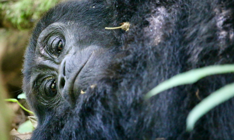 Gorilla Habituation vs. Gorilla Trekking - Key Differences Explained