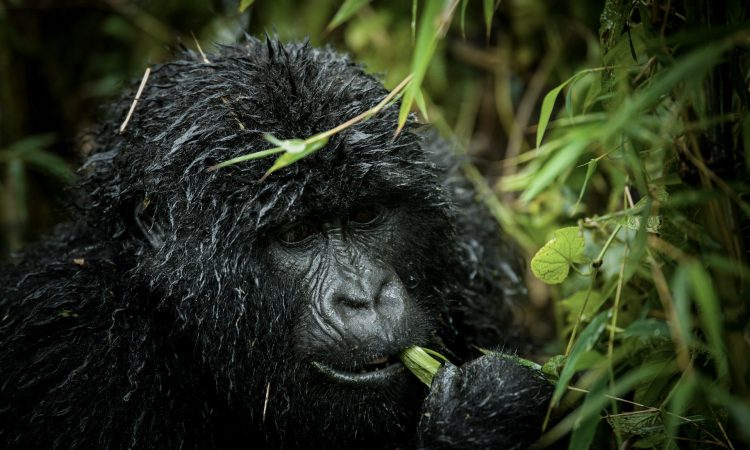 Gorilla Sleeping Habits - Nest Building & Sleep Patterns