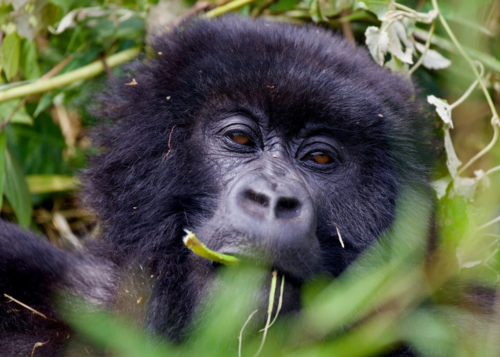 Gorilla Trekking Difficulty in Uganda & Rwanda - What to Expect
