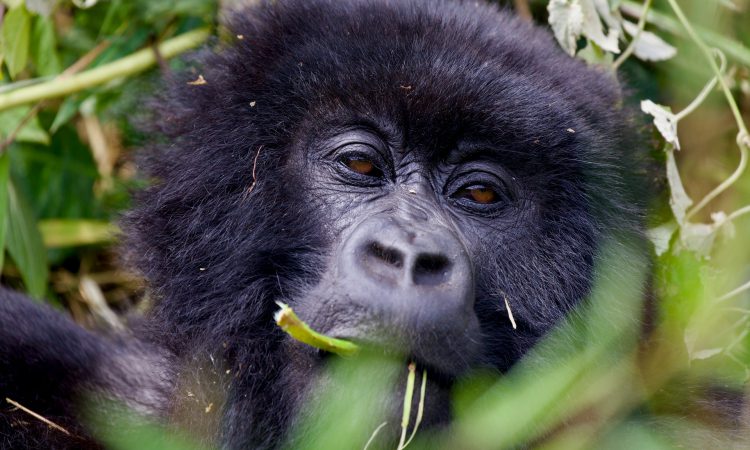 Gorilla Trekking Difficulty in Uganda & Rwanda - What to Expect