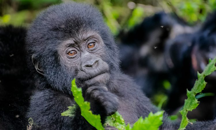 Gorilla Trekking vs. Gorilla Tracking - Key Differences Explained