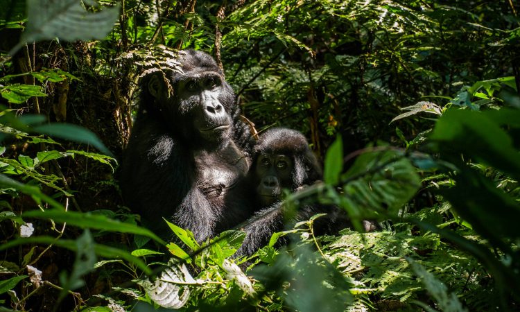 Low Season Gorilla Permits in Uganda - Availability & Benefits