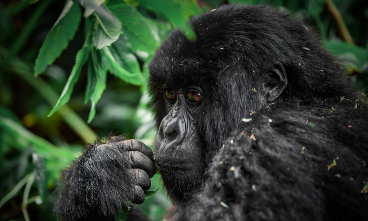 Mountain Gorilla Census Reveals Population Growth in Bwindi-Sarambwe Ecosystem