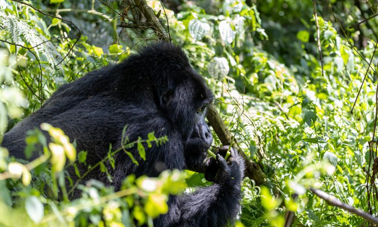 Mountain Gorilla Diet - What Do They Eat?