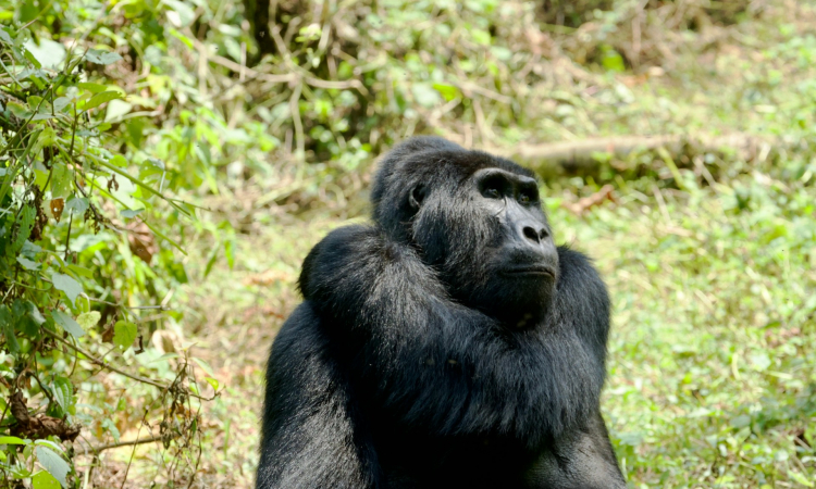 Mountain Gorilla Family Structure - Understanding Their Social Bonds