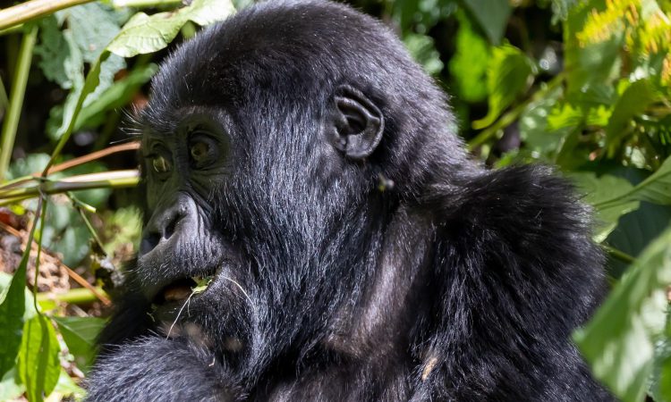 Mountain Gorilla Size, Weight & Height