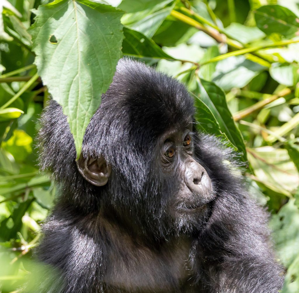 Types of Gorillas - A Complete Guide on Gorilla Species