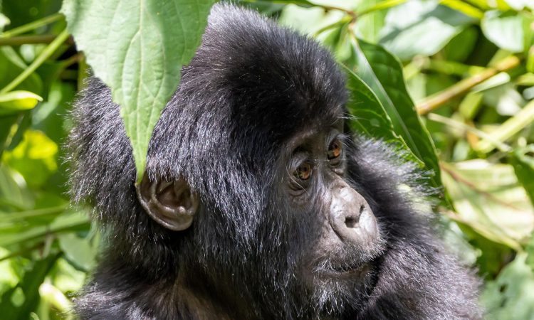 Types of Gorillas - A Complete Guide on Gorilla Species