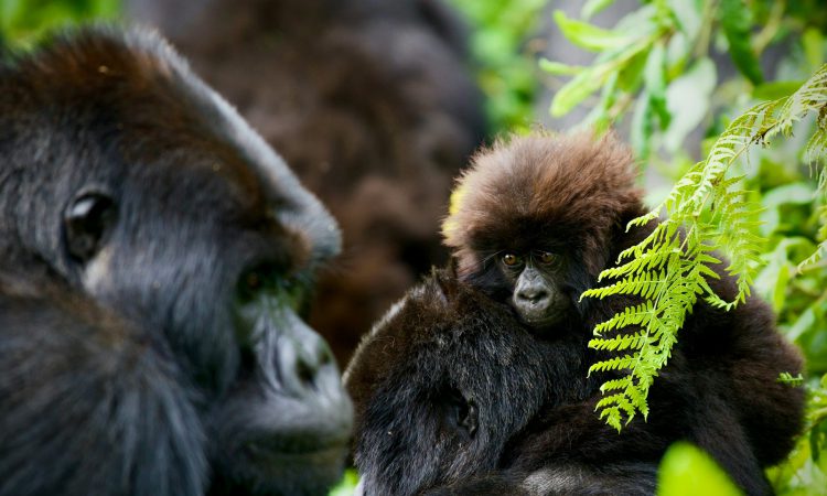 Understanding Gorilla Trekking Duration - What to Expect