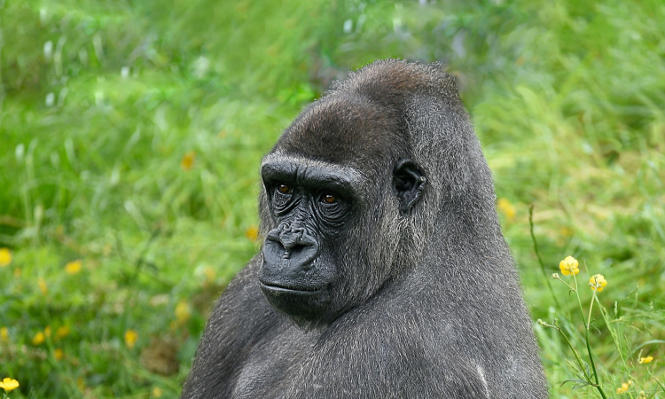 Western Gorillas - The Gentle Giants of Africa
