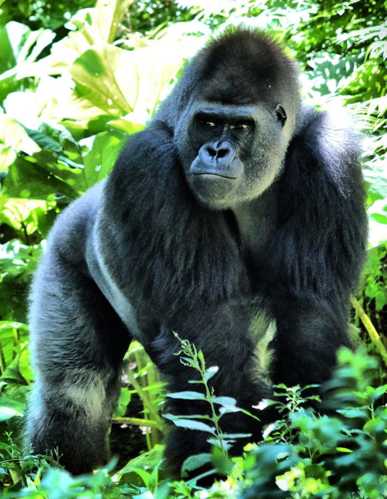 Western Lowland Gorilla