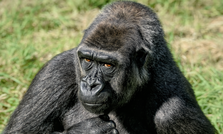 Western Lowland Gorillas - Gorilla Species Explained