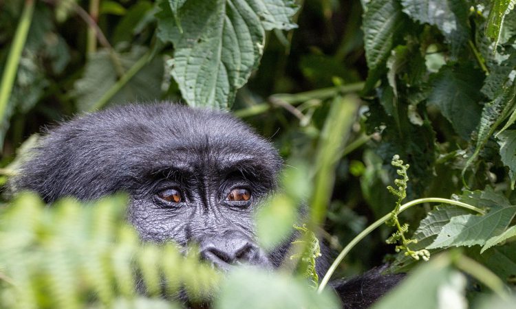 Why Are Mountain Gorillas Endangered