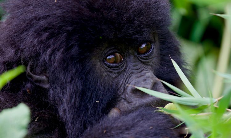 Why Buhoma Gorilla Permits Are Scarce