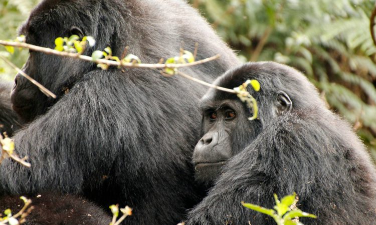 Why Uganda Gorilla Permits Are Scarce