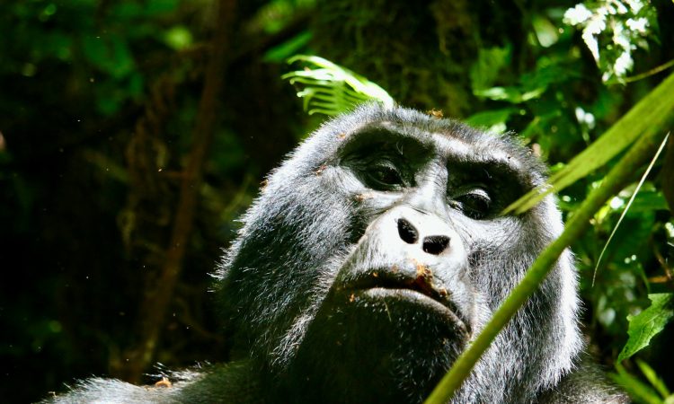 Accessible Gorilla Trekking - Opportunities for Disabled Travelers in Bwindi