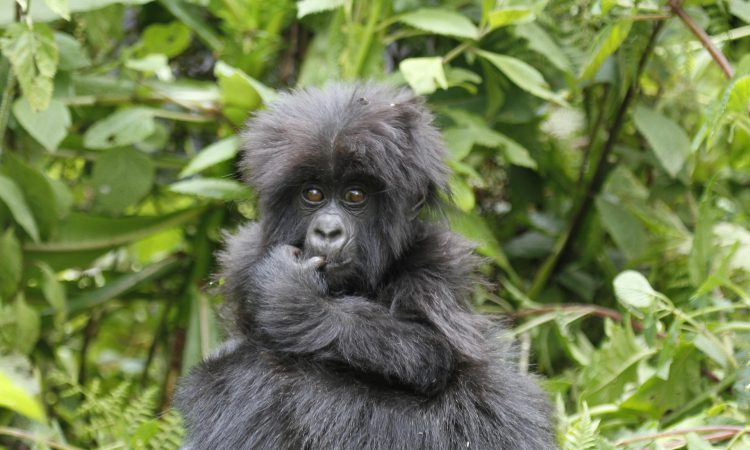 Are Mountain Gorillas Dangerous? Understanding Their Behavior & Safety Guidelines