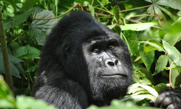 Are Mountain Gorillas Going Extinct?