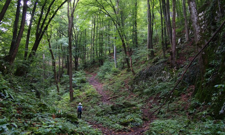 Bamboo Trail in Bwindi Impenetrable National Park